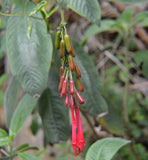 Fuchsia boliviana | 100_Seeds