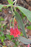 Fuchsia boliviana | 100_Seeds