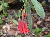 Fuchsia boliviana | 100_Seeds