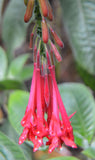 Fuchsia boliviana | 100_Seeds