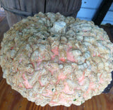 Cucurbita maxima Galeux d Eysines | Pumpkin | Winter Squash | 10_Seeds
