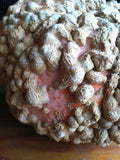 Cucurbita maxima Galeux d Eysines | Pumpkin | Winter Squash | 10_Seeds