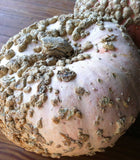 Cucurbita maxima Galeux d Eysines | Pumpkin | Winter Squash | 10_Seeds