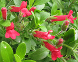 Galvezia speciosa | Gambelia | Showy Island Snapdragon | 10_Seeds