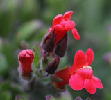Galvezia speciosa | Gambelia | Showy Island Snapdragon | 10_Seeds