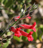 Galvezia speciosa | Gambelia | Showy Island Snapdragon | 10_Seeds