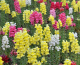 Antirrhinum majus Maximum | Garden Snapdragon | 200_Seeds
