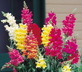 Antirrhinum majus Maximum | Garden Snapdragon | 200_Seeds