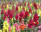 Antirrhinum majus Maximum | Garden Snapdragon | 200_Seeds