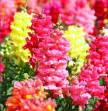 Antirrhinum majus Maximum | Garden Snapdragon | 200_Seeds