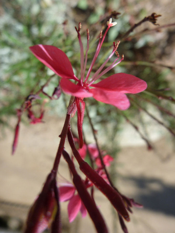 gaura flower seeds Oenothera lindheimeri | Indian Feather | Pink and White Gaura