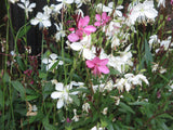 Oenothera lindheimeri | Indian Feather | Pink & White Gaura | 10_Seeds