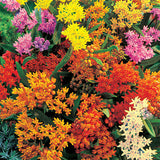 Asclepias tuberosa Gay Butterflies | 10_Seeds
