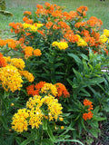 Asclepias tuberosa Gay Butterflies | 10_Seeds