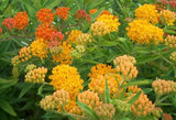 Asclepias tuberosa Gay Butterflies | 10_Seeds