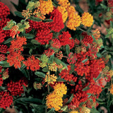 Asclepias tuberosa Gay Butterflies | 10_Seeds