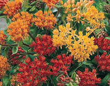 Asclepias tuberosa Gay Butterflies | 10_Seeds