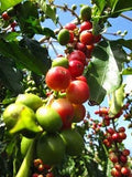 Coffea arabica Gesha | Geisha Coffee | 5_Seeds