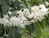 Coffea arabica Gesha | Geisha Coffee | 5_Seeds