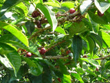 Coffea arabica Gesha | Geisha Coffee | 5_Seeds