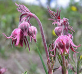 Geum triflorum | Prairie Smoke | 10_Seeds
