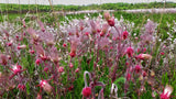 Geum triflorum | Prairie Smoke | 10_Seeds