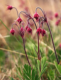 Geum triflorum | Prairie Smoke | 10_Seeds
