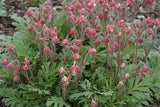 Geum triflorum | Prairie Smoke | 10_Seeds