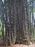 Gigantochloa atter | Giant Black & Sweet Bamboo | 10_Seeds