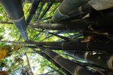 Gigantochloa atter | Giant Black & Sweet Bamboo | 10_Seeds