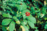 Panax quinquefolius | American ginseng | 5_Seeds