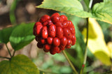 Panax quinquefolius | American ginseng | 5_Seeds