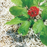 Panax quinquefolius | American ginseng | 5_Seeds