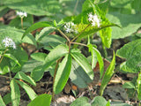 Panax quinquefolius | American ginseng | 5_Seeds