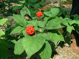 Panax quinquefolius | American ginseng | 5_Seeds