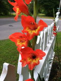 Gladiolus dalenii | African Parrot Gladiola | Candy Corn Glad | 20_Seeds