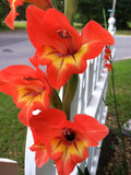 Gladiolus dalenii | African Parrot Gladiola | Candy Corn Glad | 20_Seeds