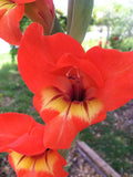 Gladiolus dalenii | African Parrot Gladiola | Candy Corn Glad | 20_Seeds