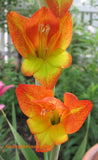 Gladiolus dalenii | African Parrot Gladiola | Candy Corn Glad | 20_Seeds