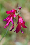 Gladiolus illyricus | Wild Gladiolus | 10_Seeds