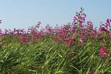 Gladiolus illyricus | Wild Gladiolus | 10_Seeds