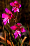 Gladiolus illyricus | Wild Gladiolus | 10_Seeds