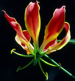 Gloriosa superba | Flame Lily | 10_Seeds