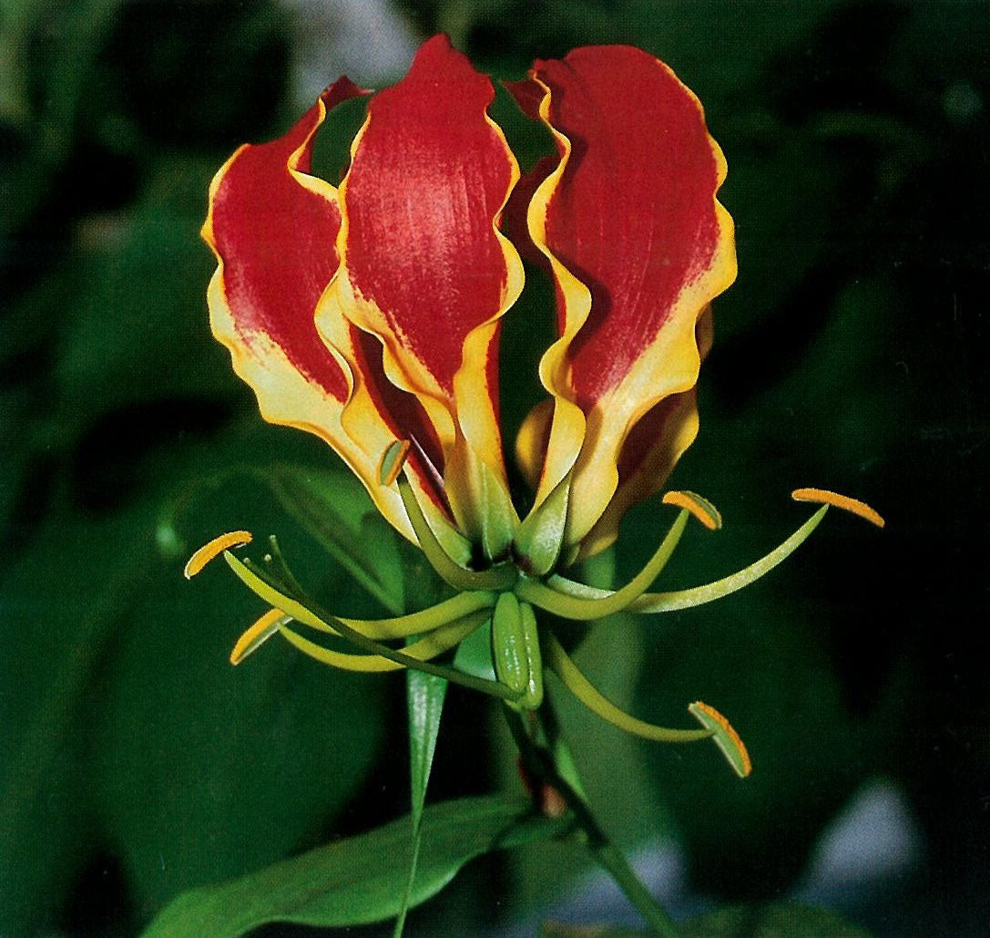 rhodesian flame lily flower Gloriosa superba | Flame Lily