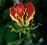 Gloriosa superba | Flame Lily | 10_Seeds