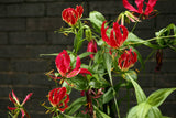 Gloriosa superba | Flame Lily | 10_Seeds