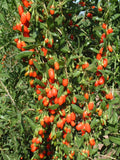 Lycium barbarum | Goji Berry | Wolfberry | Chinese Box Thorn | 20_Seeds