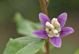 Lycium barbarum | Goji Berry | Wolfberry | Chinese Box Thorn | 20_Seeds