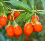 Lycium barbarum | Goji Berry | Wolfberry | Chinese Box Thorn | 20_Seeds