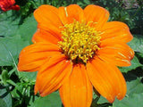 Tithonia rotundifolia | Mexican Sunflower | 100_Seeds